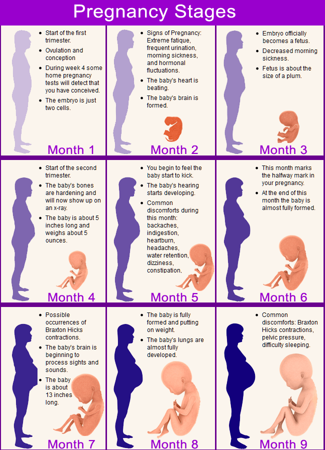 Pregnancy By Weeks Calendar