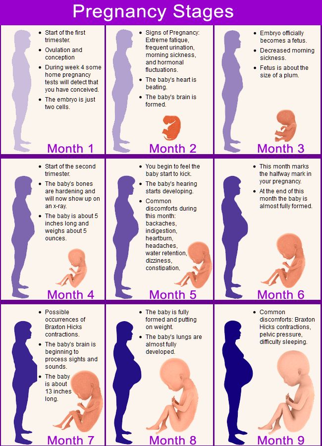 1000+ Images About Pregnancy Week By Week On Pinterest