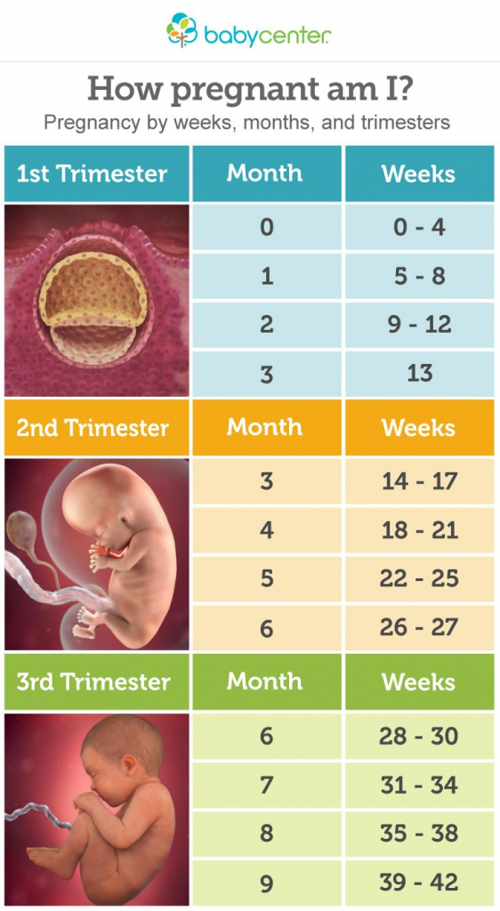 Pregnancy Trimesters Weeks Chart Calendar Template 2022