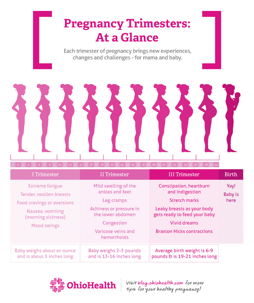 Pregnancy Trimesters Weeks Chart Calendar Template 2022 