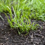 Blog When Is The Best Time To Sow Grass Seed In Scotland Scots October Lawn Schedule