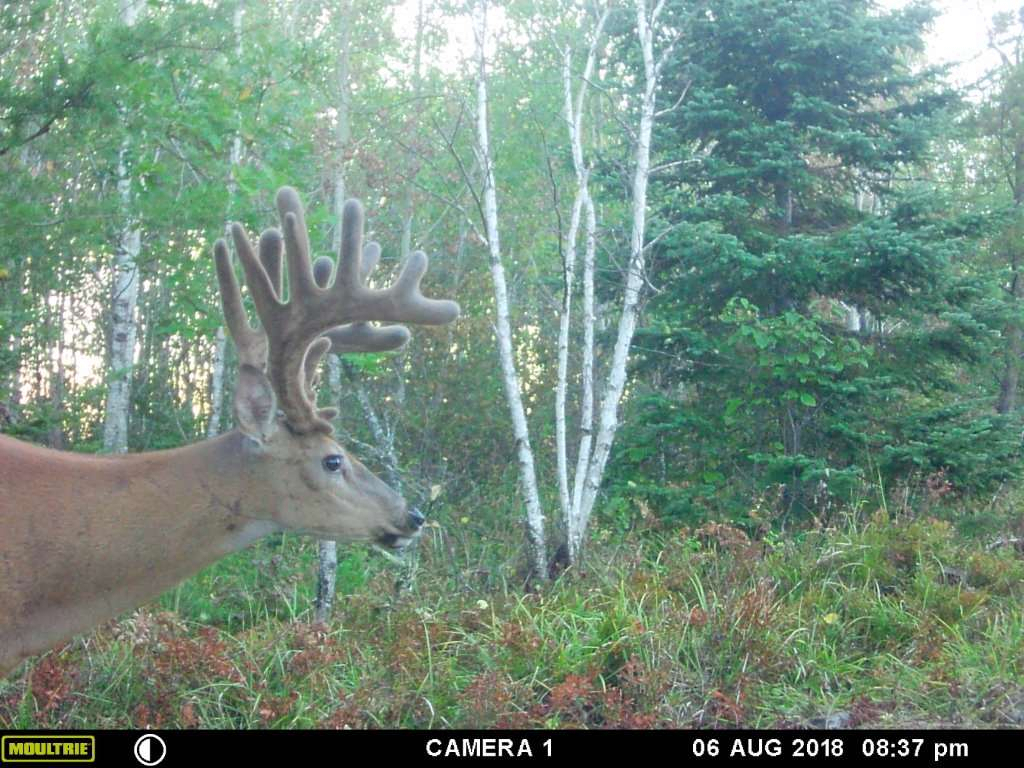 Deer And Deer Hunting Rut Prediction 2021 Calendar 1