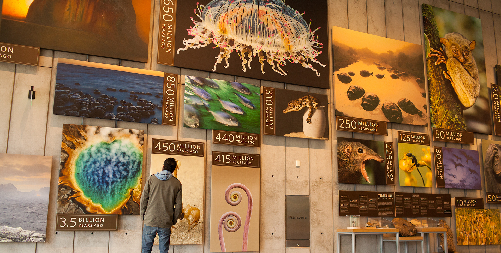Kimball Natural History Museum California Academy Of